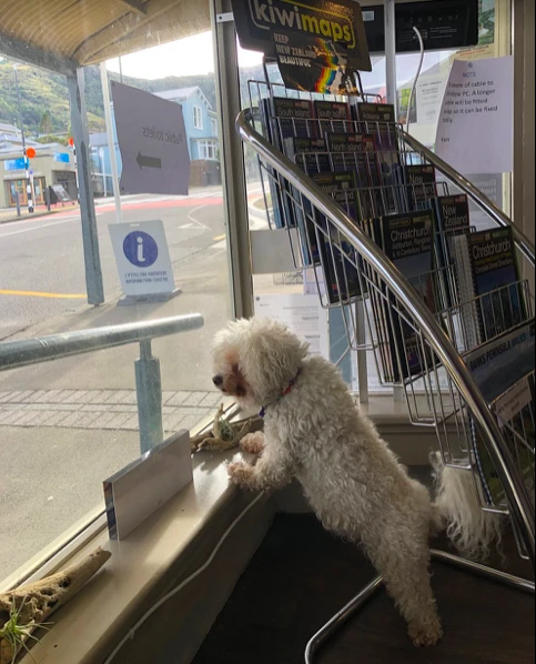 Doggy volunteers