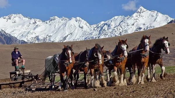 Clydesdales