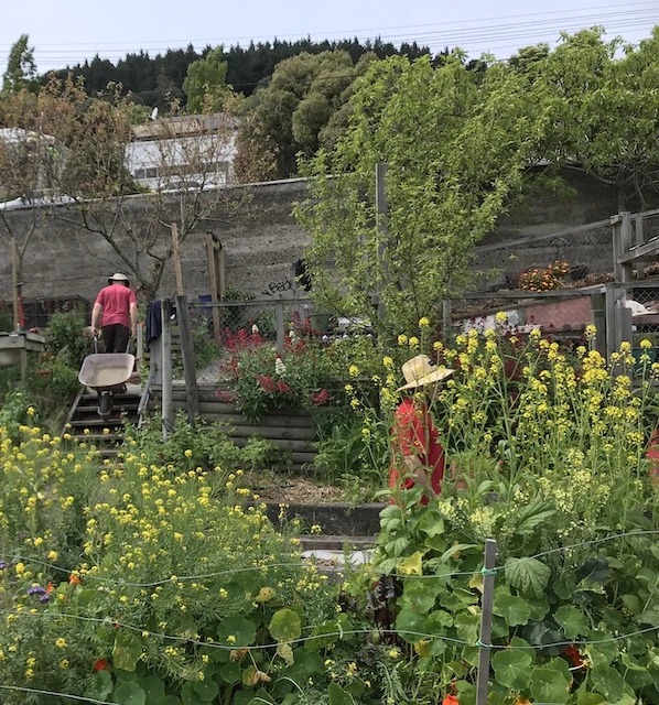 Lyttelton Community Garden