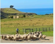 Glenafric Farms - sheep herding