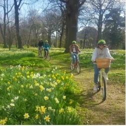 Chill out Tours Daffodils