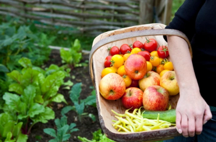 Community Garden Harvest