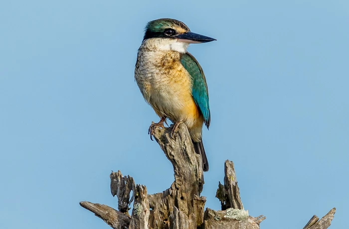Eco Tours - Kingfisher - Rob Suisted